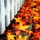 Illustration for article titled Shooting Challenge Fall Leaves Gallery 9